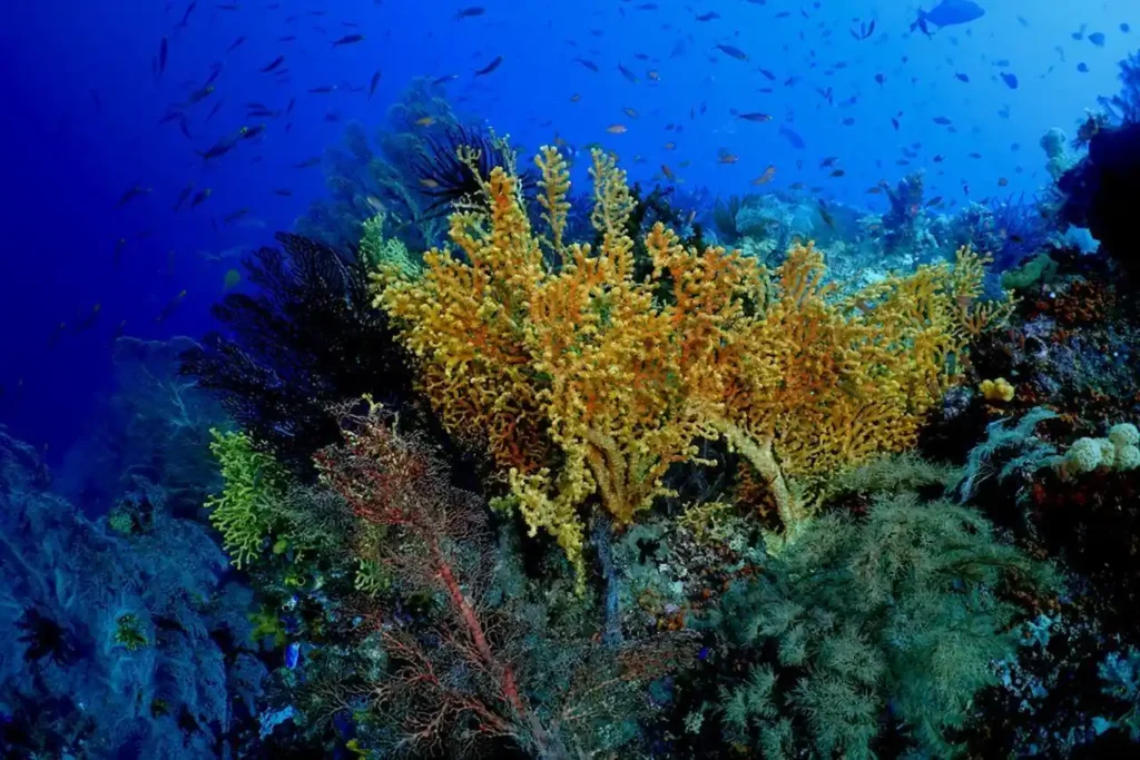 Soft type corals, gorgonians