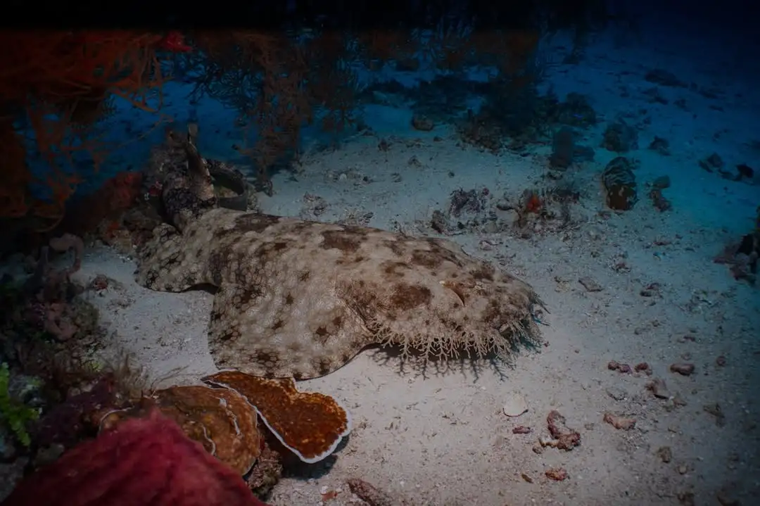 wobbegong sharks in raja ampat