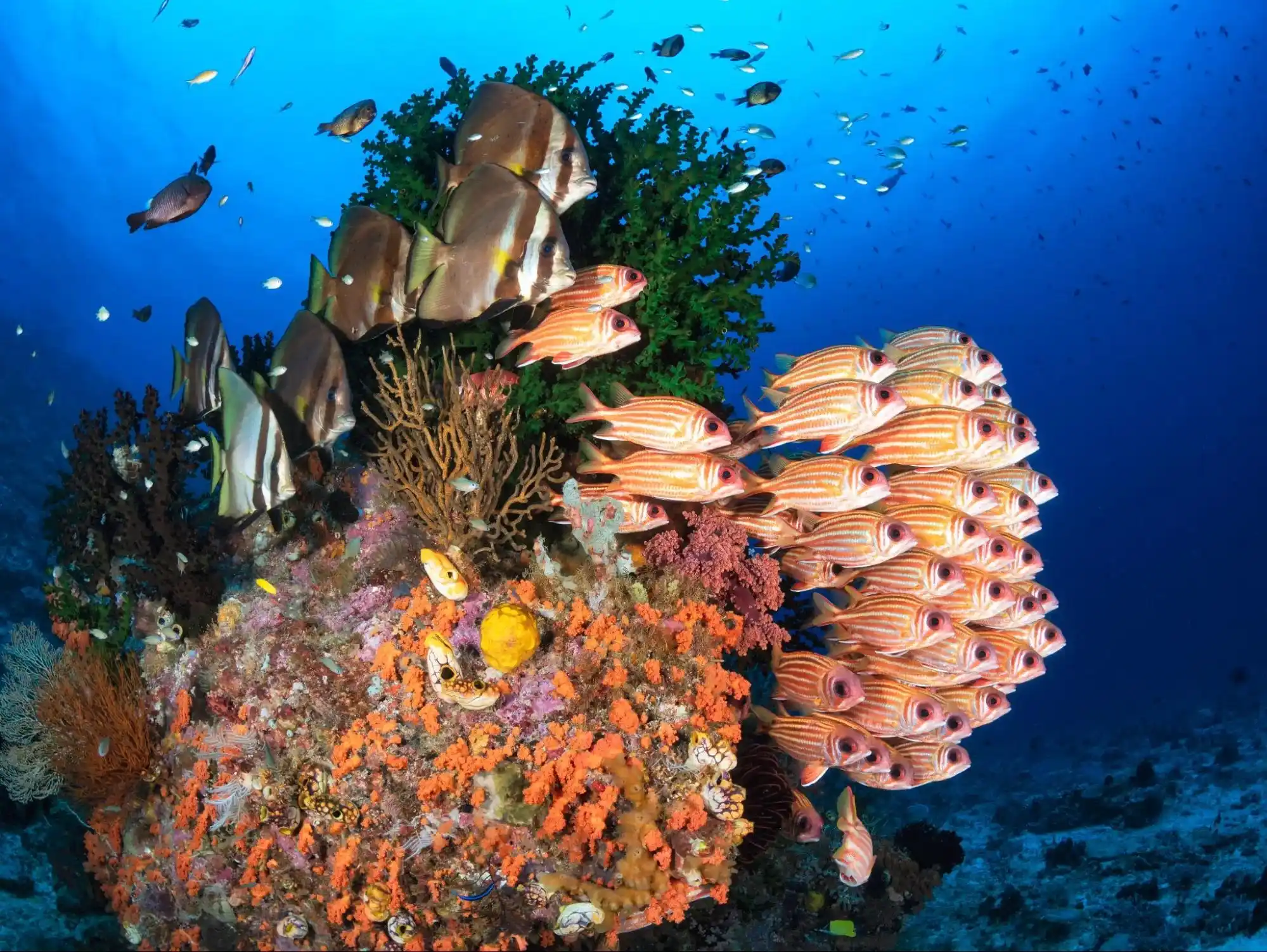 Chicken Reef Raja Ampat Dive Site by Don Silcock