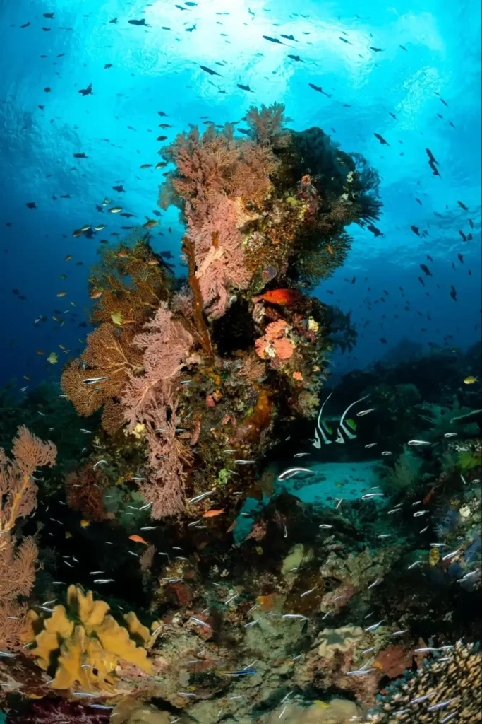 Sardine Reef Raja Ampat