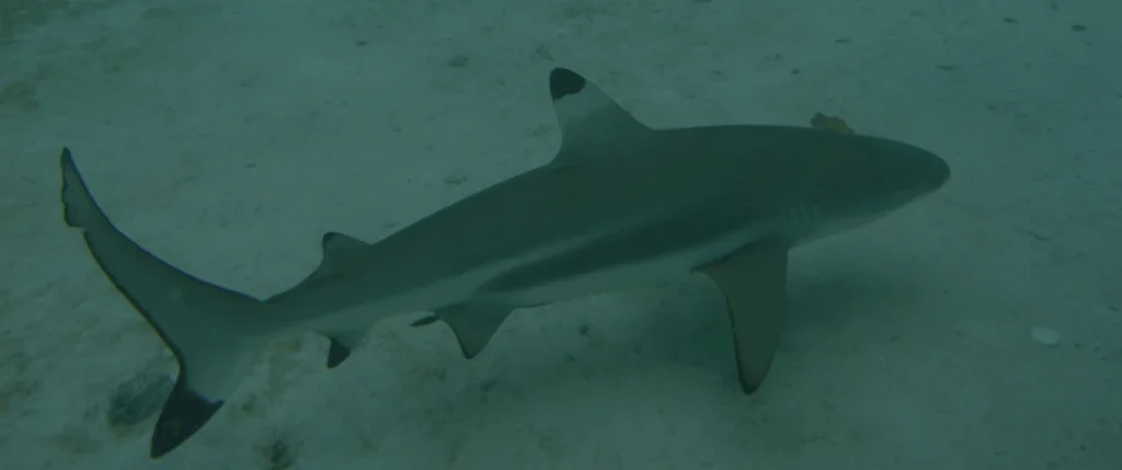 Blacktip Reef Sharks in Raja Ampat