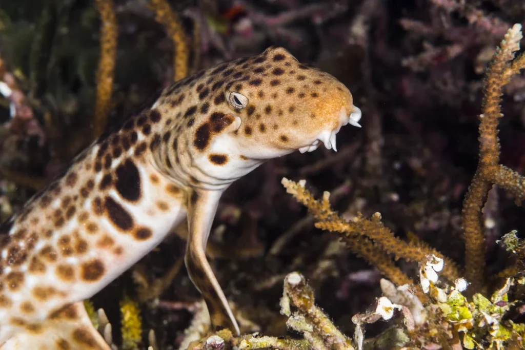 Epaulette Shark in Raja Ampat