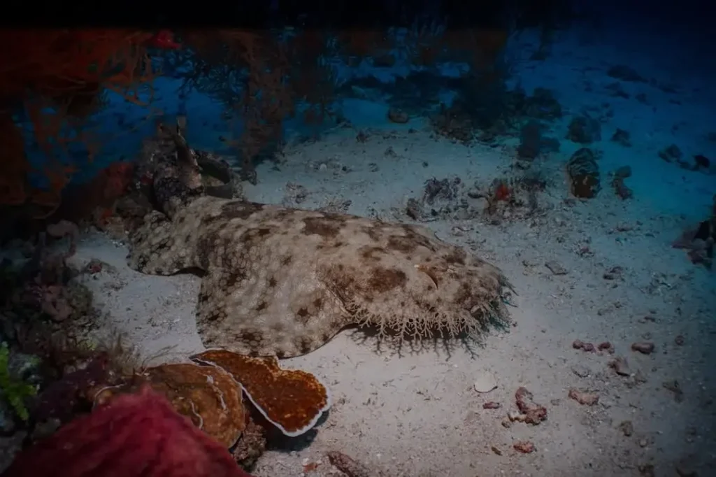 Tasselled Wobbegongs of Raja Ampat