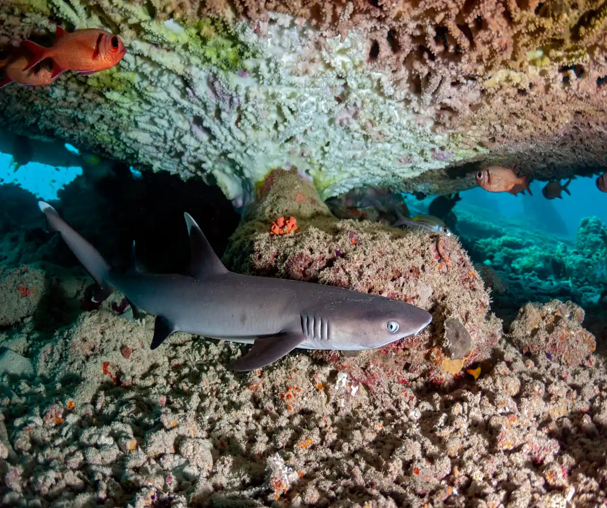 8 Types of Sharks in Raja Ampat for Divers