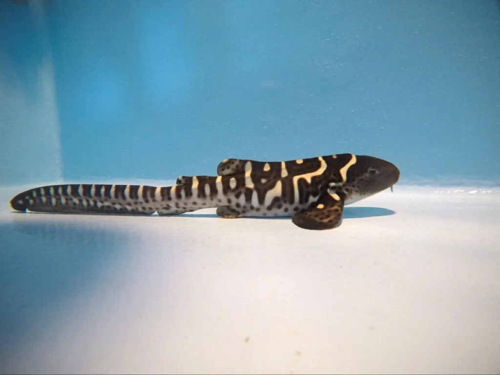 Zebra Sharks in Raja Ampat
