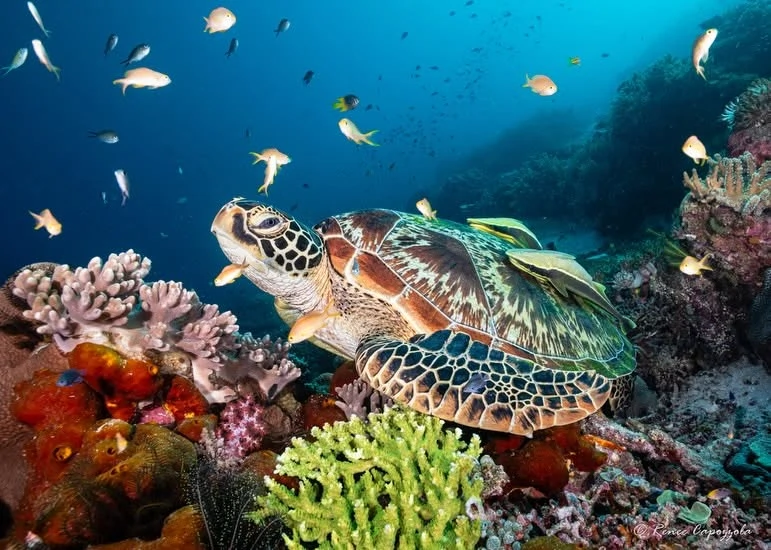 Capturing Hope Beneath the Surface