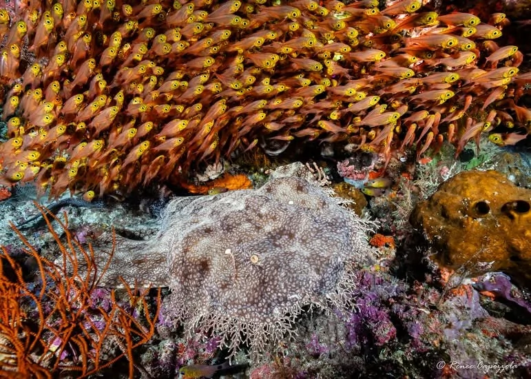 Sharing Knowledge Through the Raja Ampat SEACAM Center